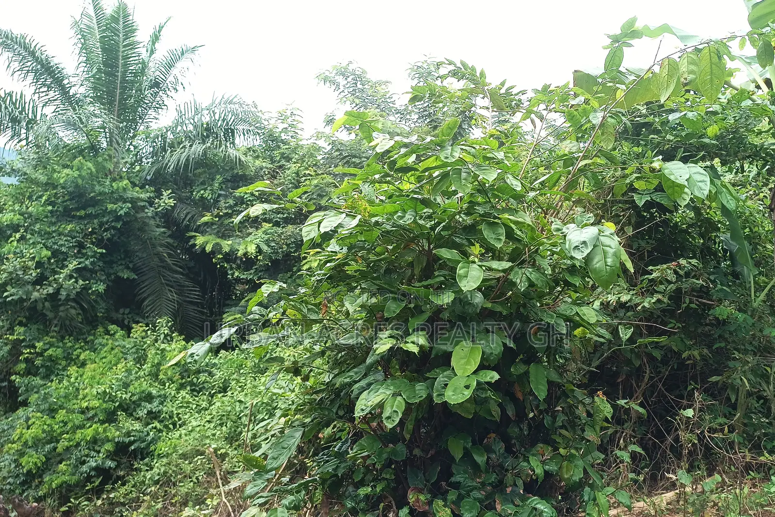 Western Regn, Shama (Beposo) _ 6 Acres Farmland