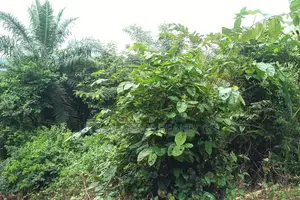 Western Regn, Shama (Beposo) _ 6 Acres Farmland