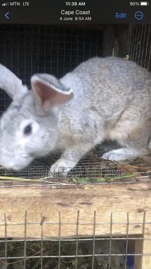 Rabbit Weaners