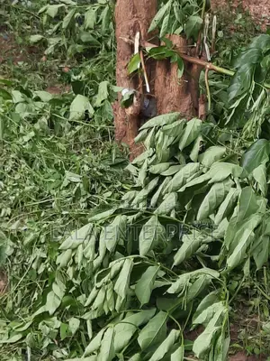 A Plot of Land for Sell