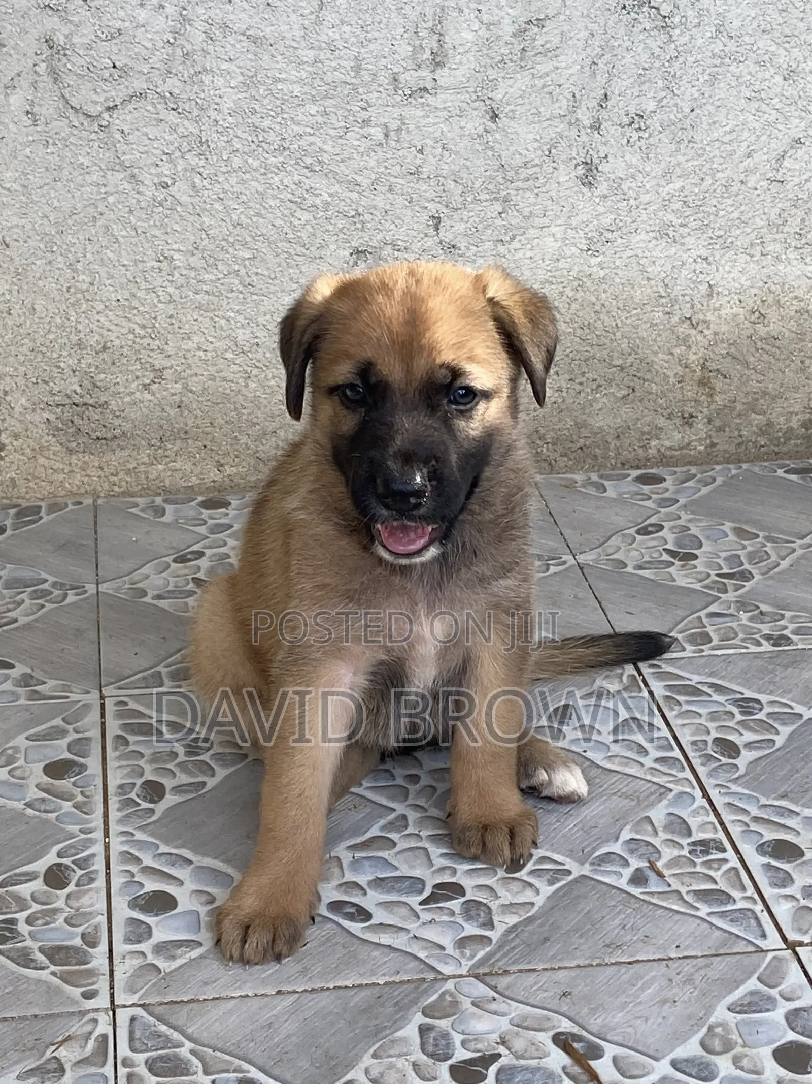 1-3 months Female Mixed Breed German Shepherd