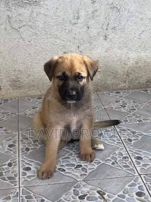 1-3 months Female Mixed Breed German Shepherd