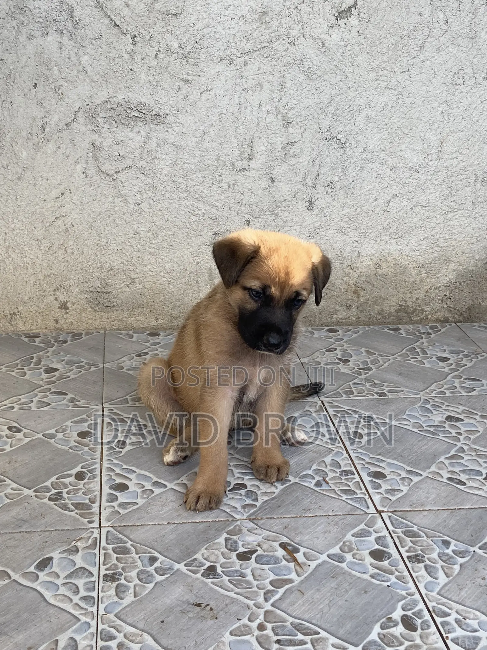 1-3 months Female Mixed Breed German Shepherd