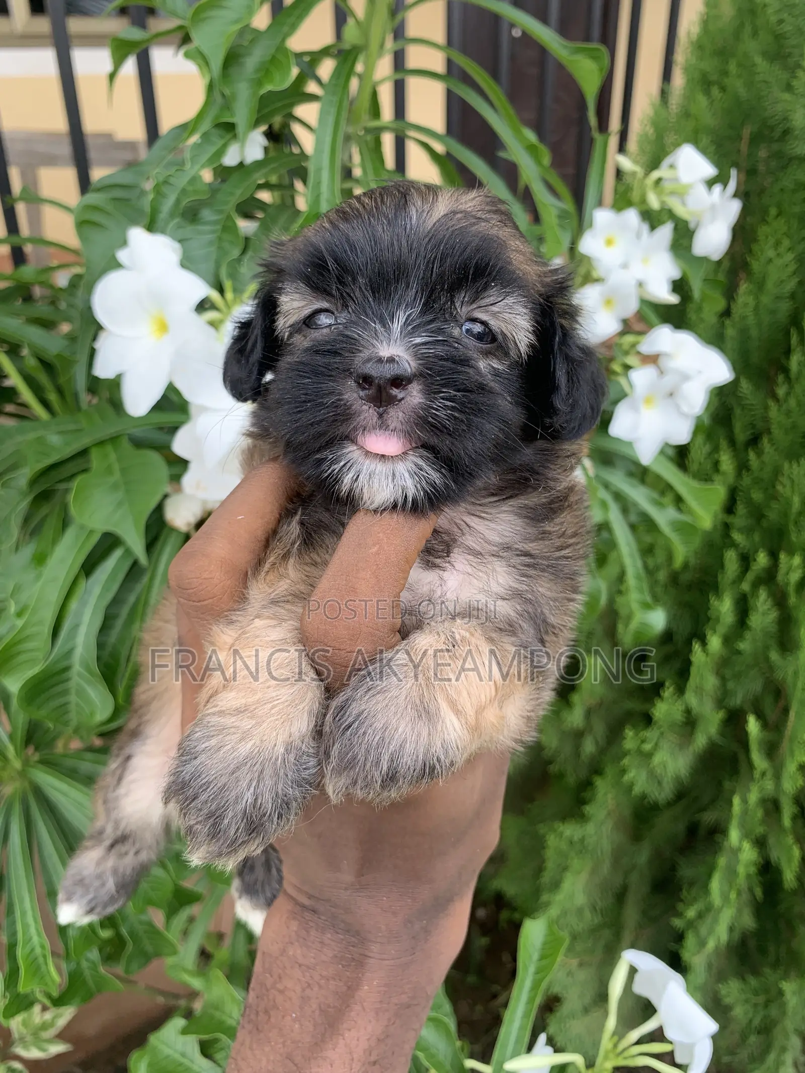 1-3 months Male Mixed Breed Shih Tzu