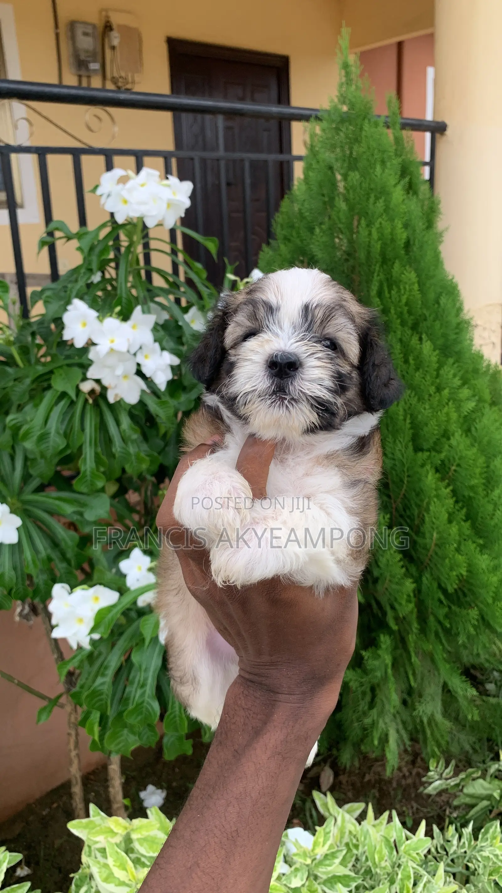 1-3 months Male Mixed Breed Shih Tzu