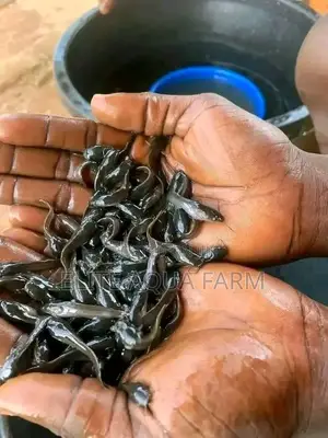 Elite Aqua Farm [ Catfish Farming]