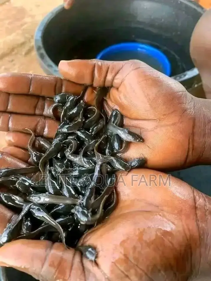 Elite Aqua Farm [ Catfish Farming]