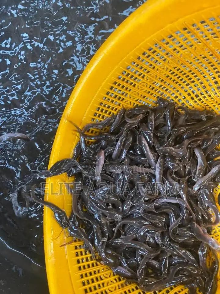 Elite Aqua Farm [ Catfish Farming]