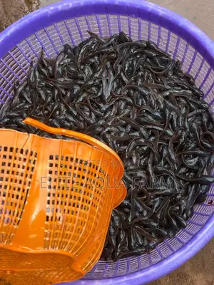 Elite Aqua Farm [ Catfish Farming]