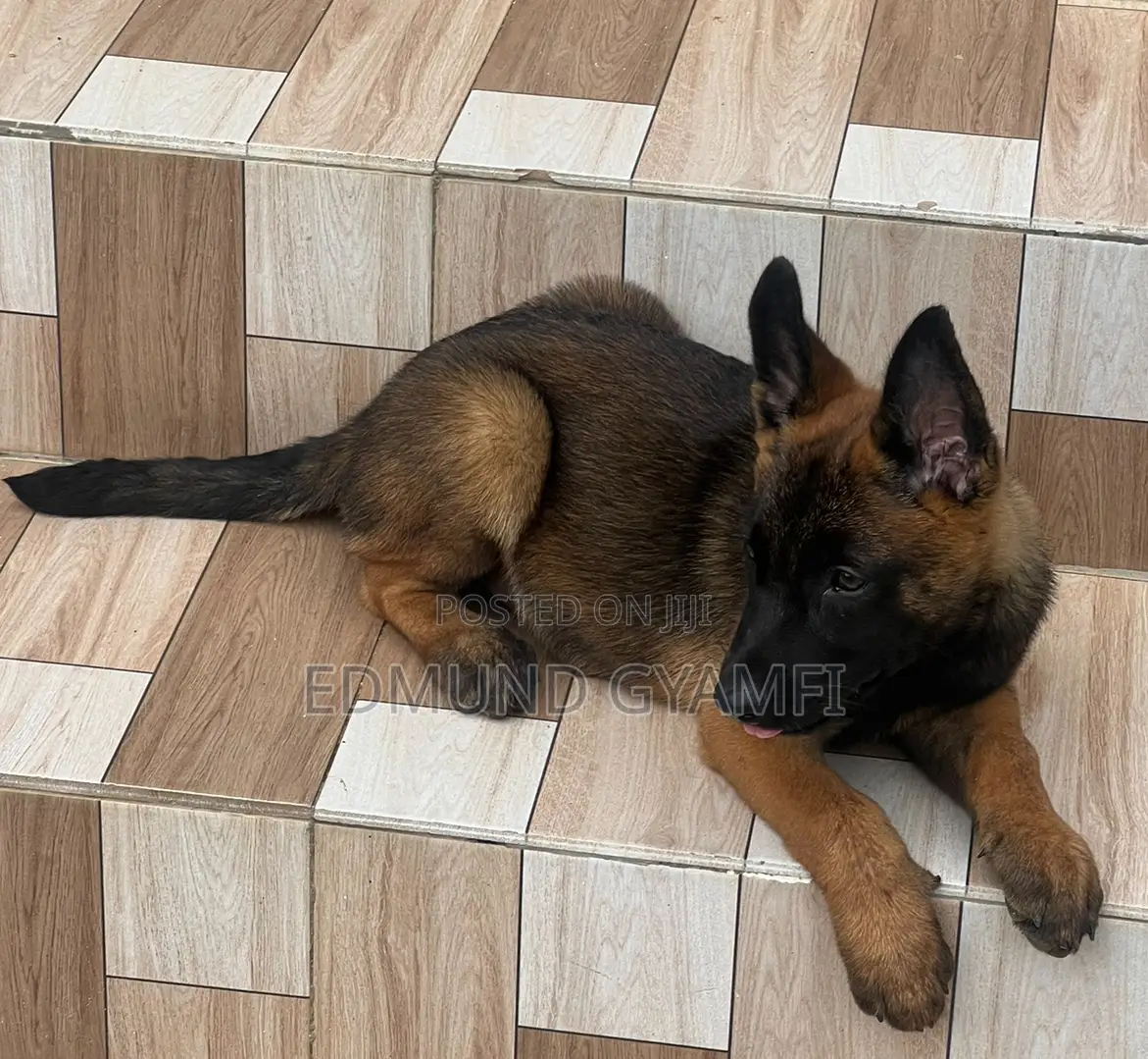 1-3 months Female Purebred Belgian Malinois