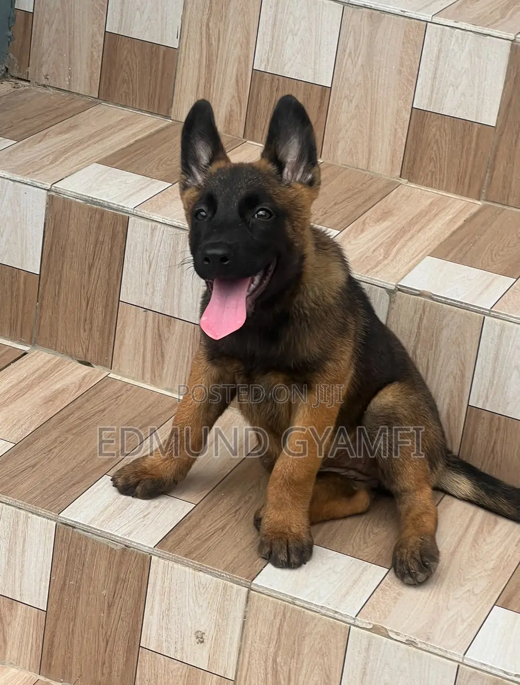 1-3 months Female Purebred Belgian Malinois