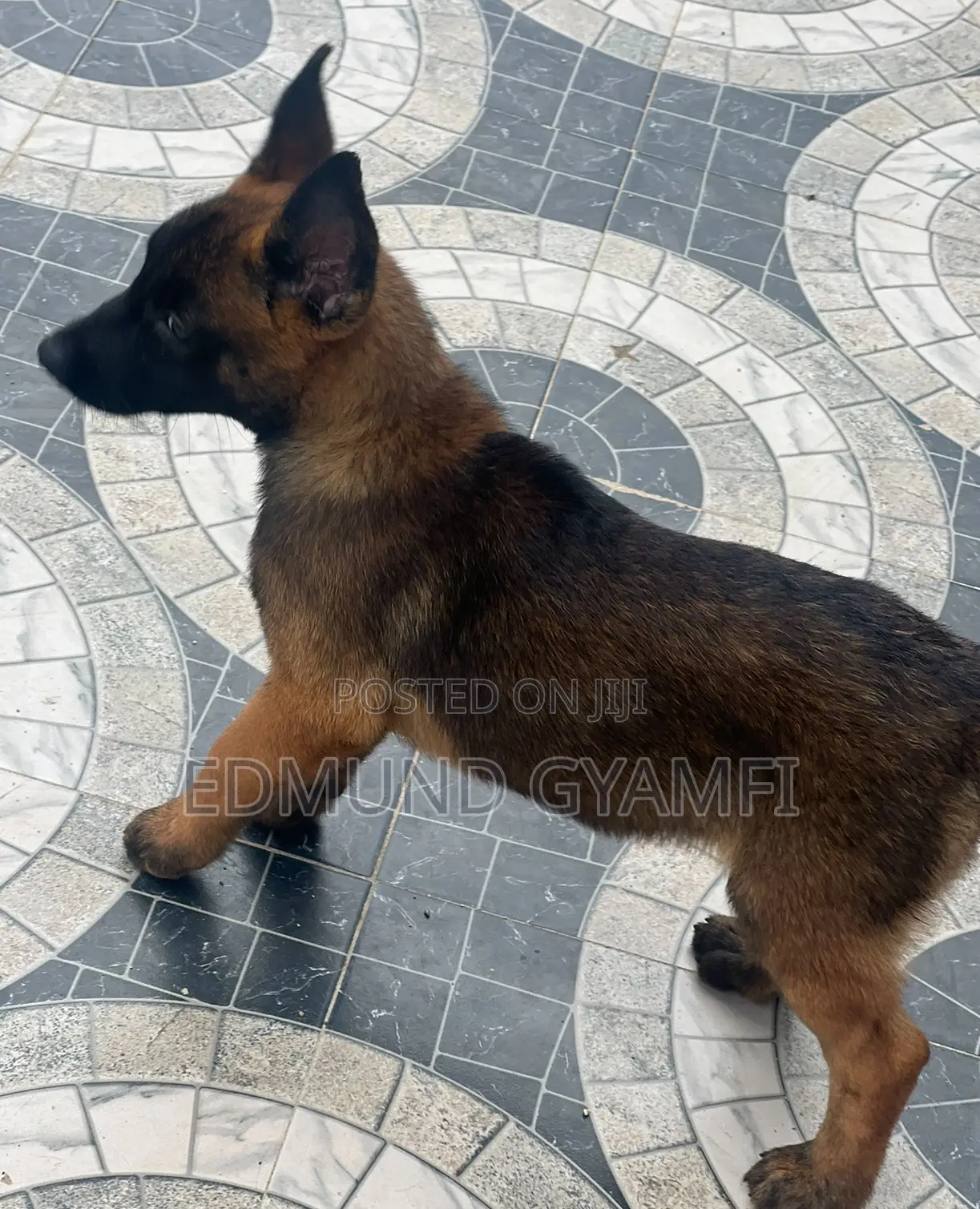 1-3 months Female Purebred Belgian Malinois