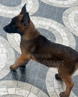 1-3 months Female Purebred Belgian Malinois