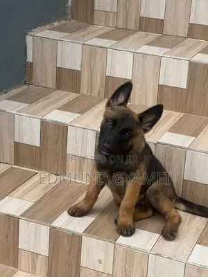 1-3 months Female Purebred Belgian Malinois