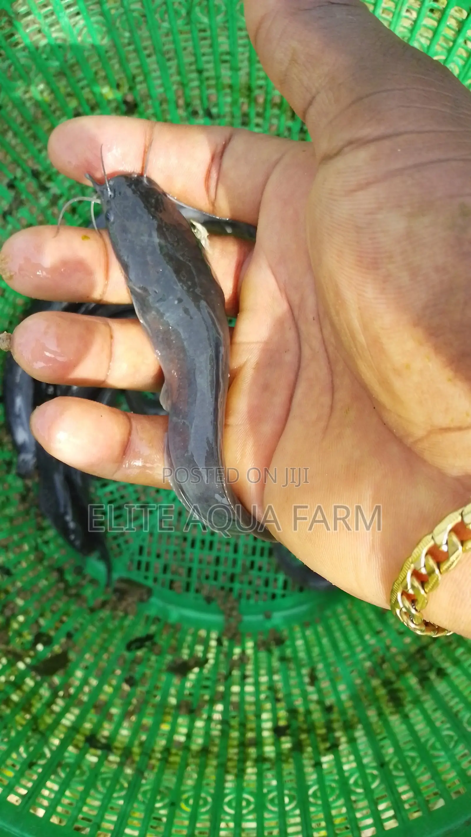 Elite Aqua Farm [ Catfish Farming]