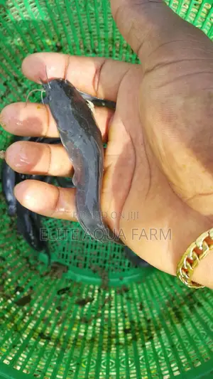 Elite Aqua Farm [ Catfish Farming]