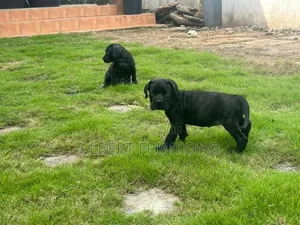 0-1 month Male Purebred Cane Corso
