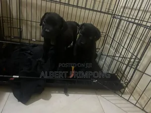 0-1 month Male Purebred Cane Corso