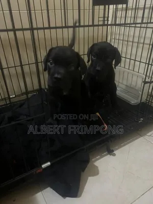 0-1 month Male Purebred Cane Corso