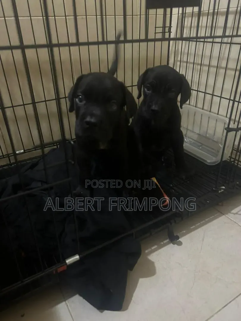 0-1 month Male Purebred Cane Corso