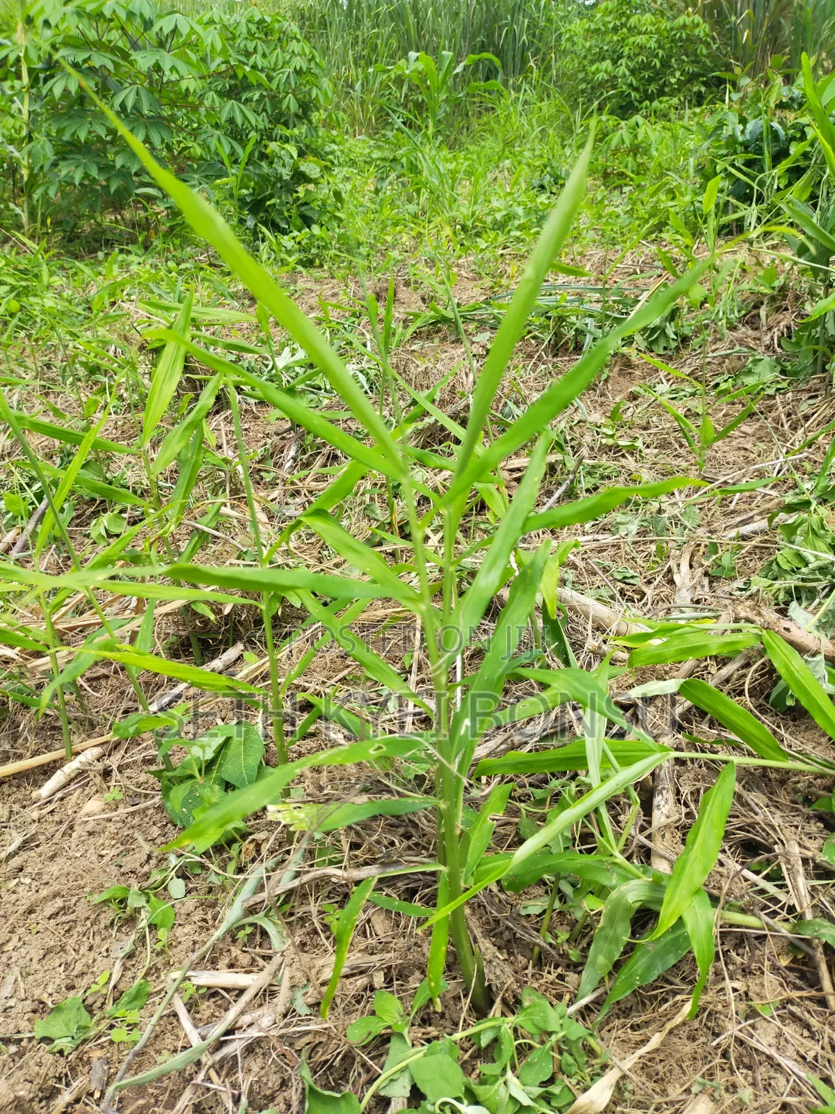 Ginger Rhyzoms/Seeds