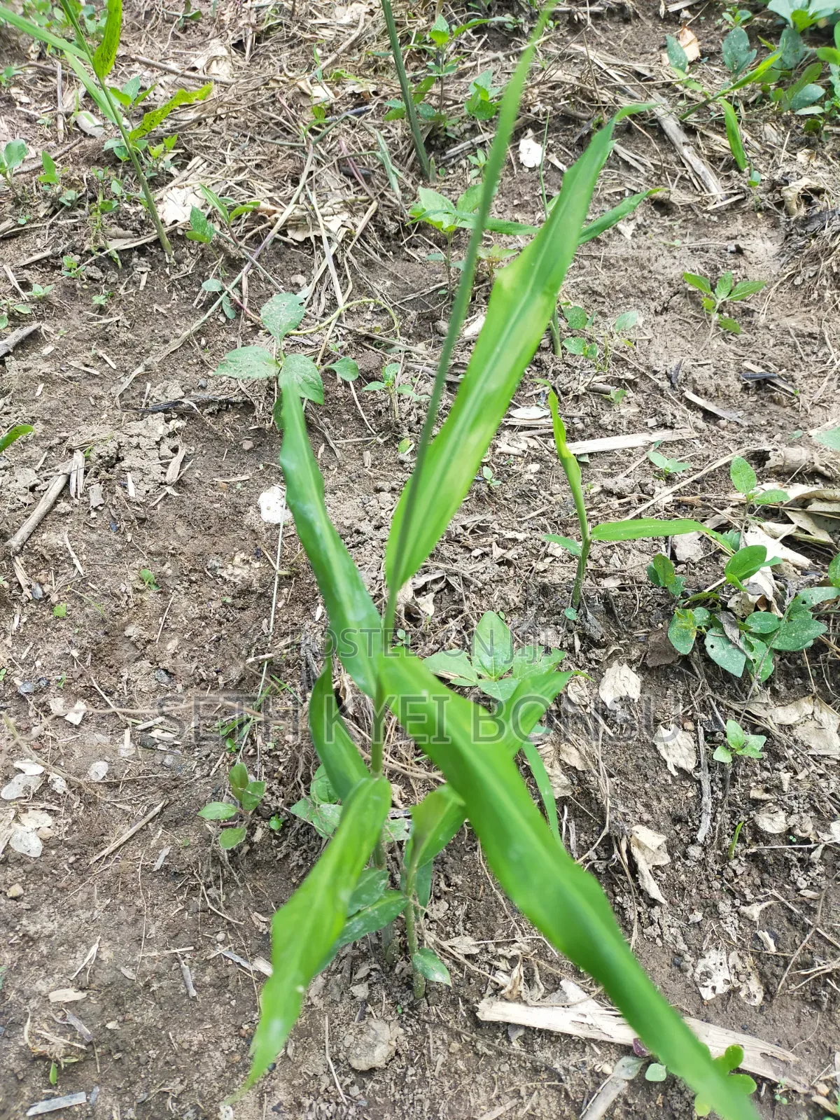 Ginger Rhyzoms/Seeds