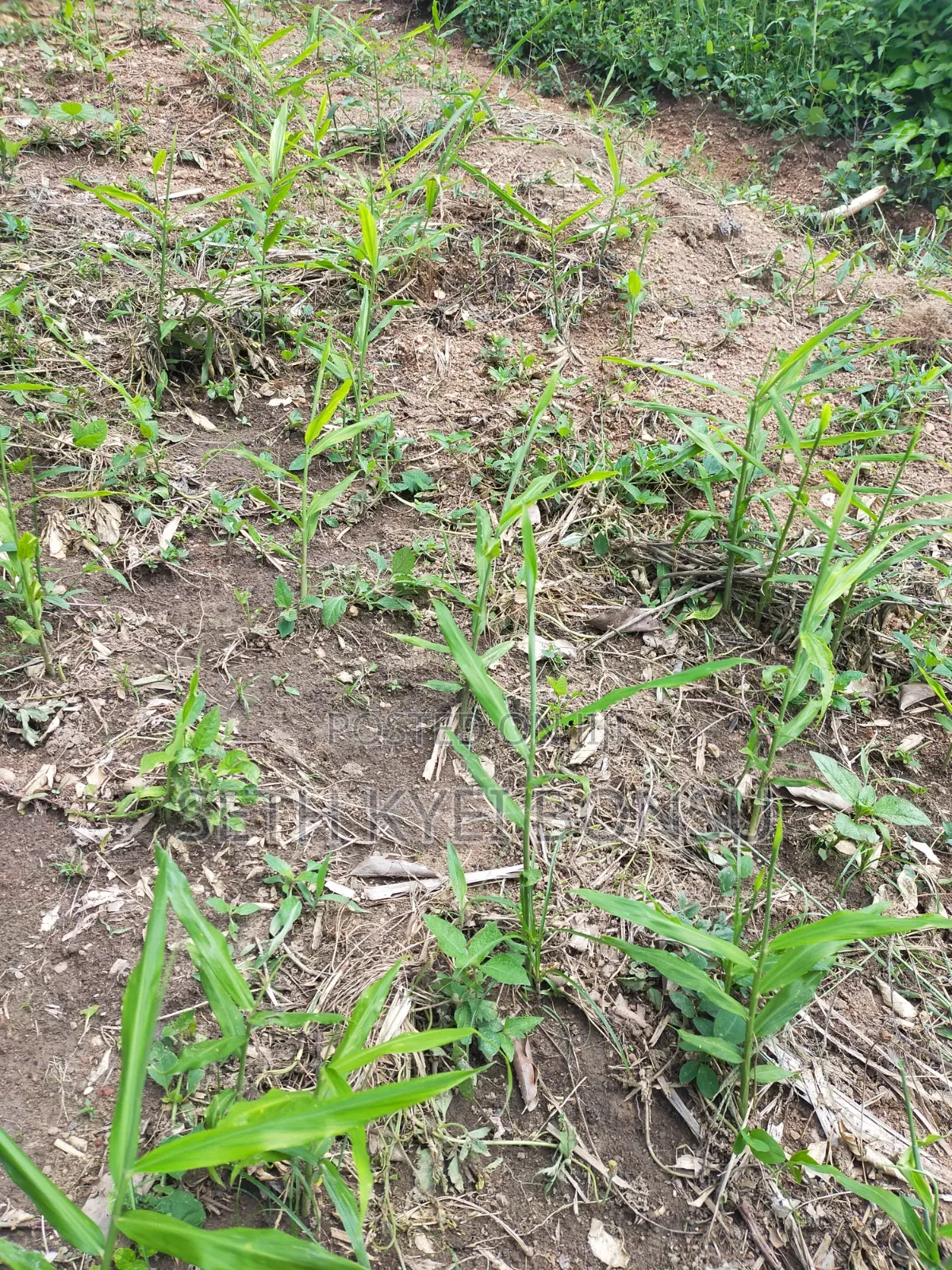 Ginger Rhyzoms/Seeds