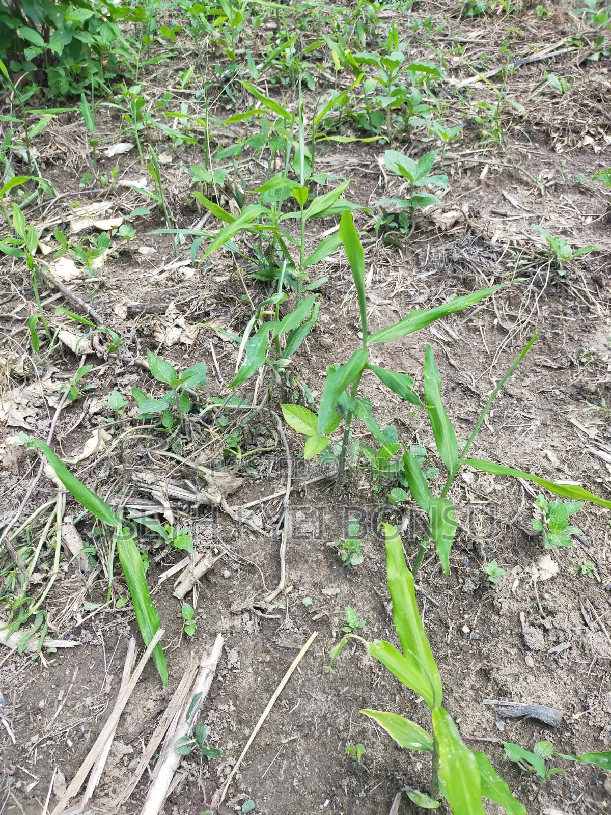 Ginger Rhyzoms/Seeds