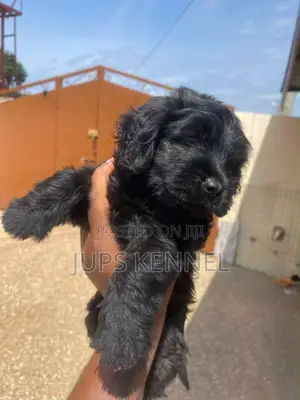 1-3 months Female Purebred Poodle