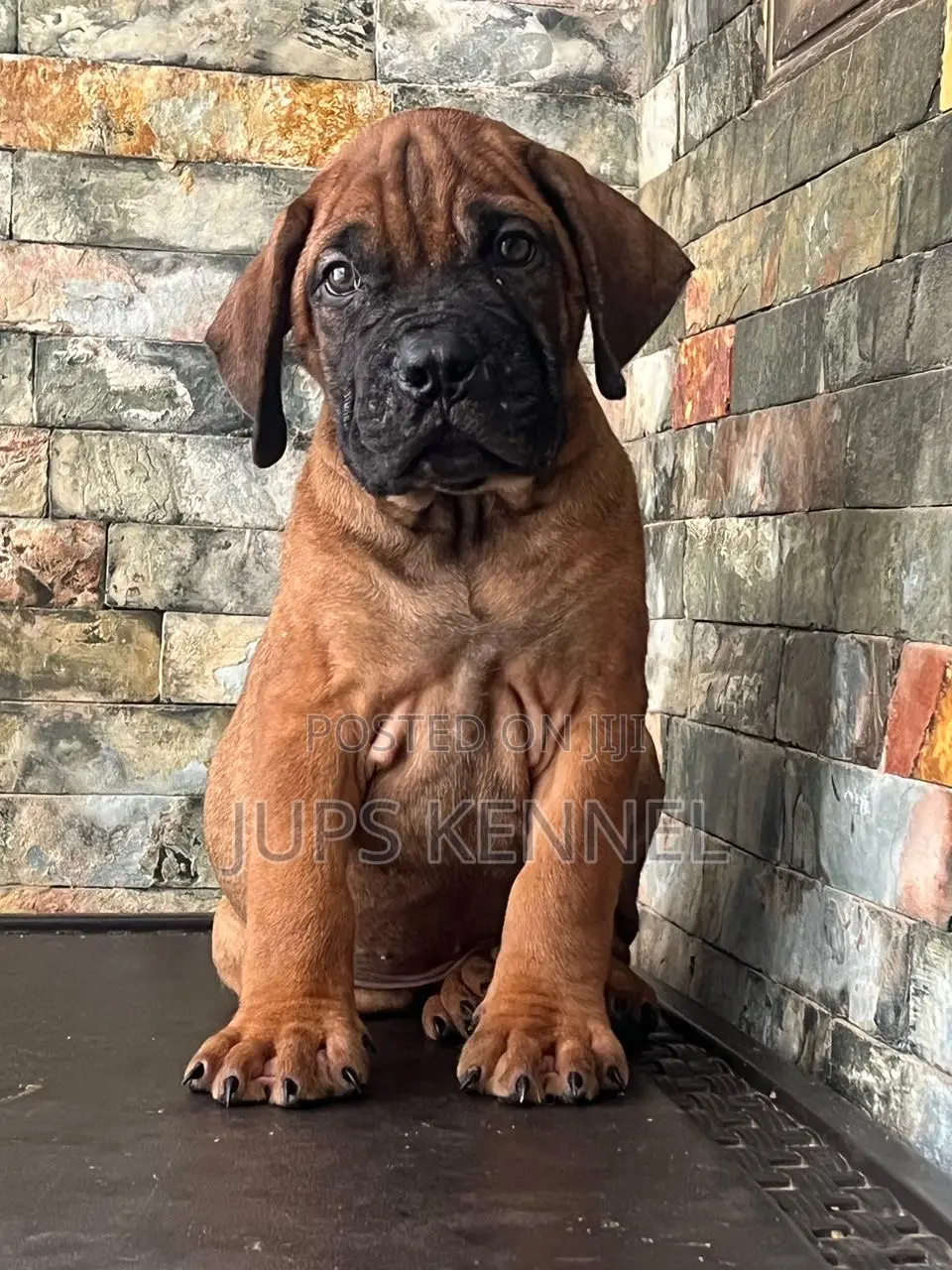 1-3 months Female Purebred Bullmastiff