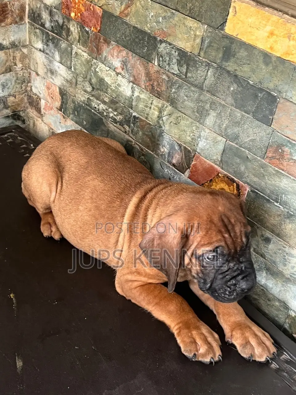 1-3 months Female Purebred Bullmastiff