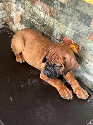 1-3 months Female Purebred Bullmastiff