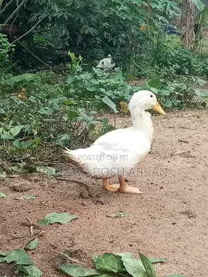 Jumbo Pekin Ducks for Sale.