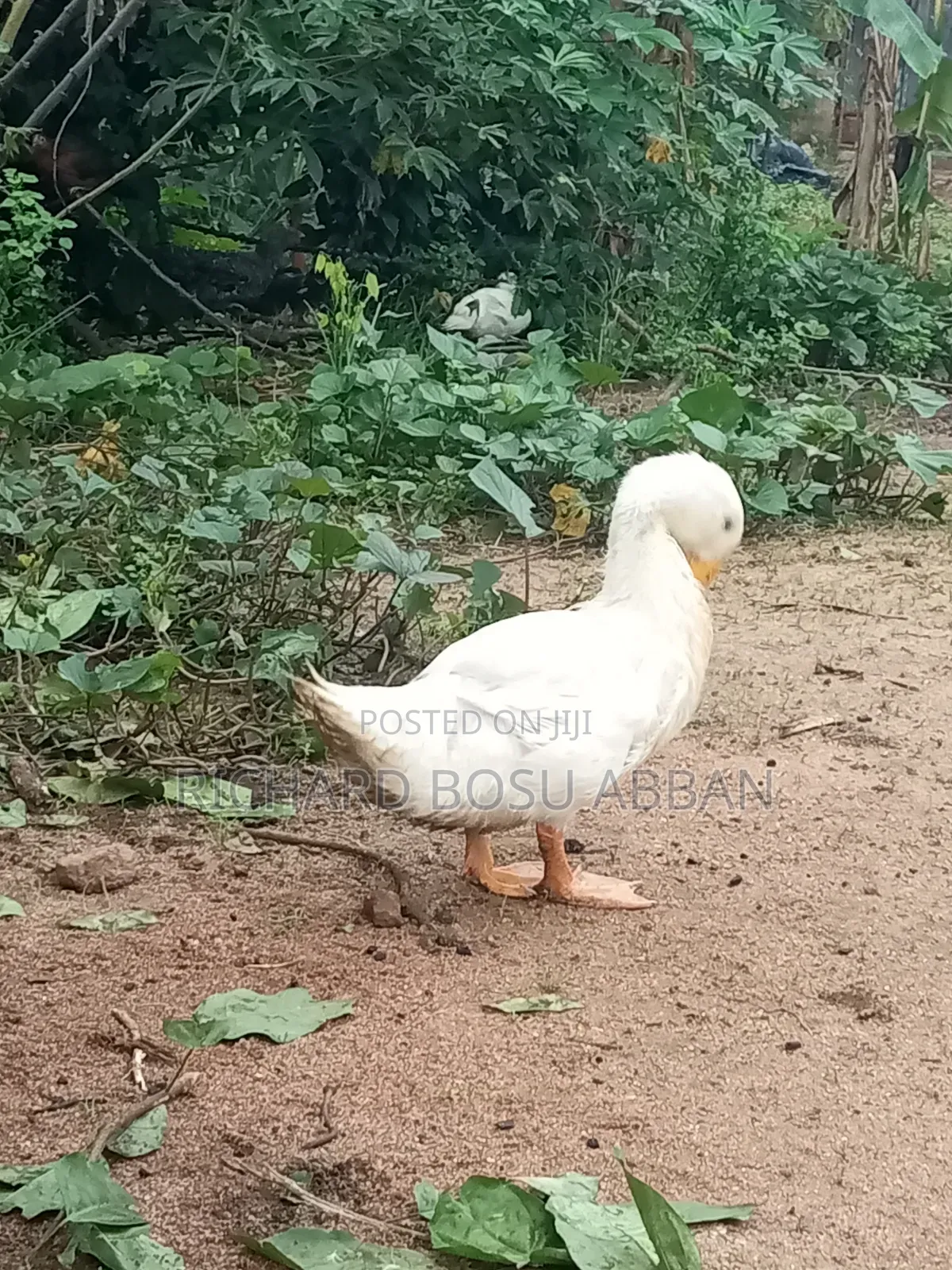Jumbo Pekin Ducks for Sale.
