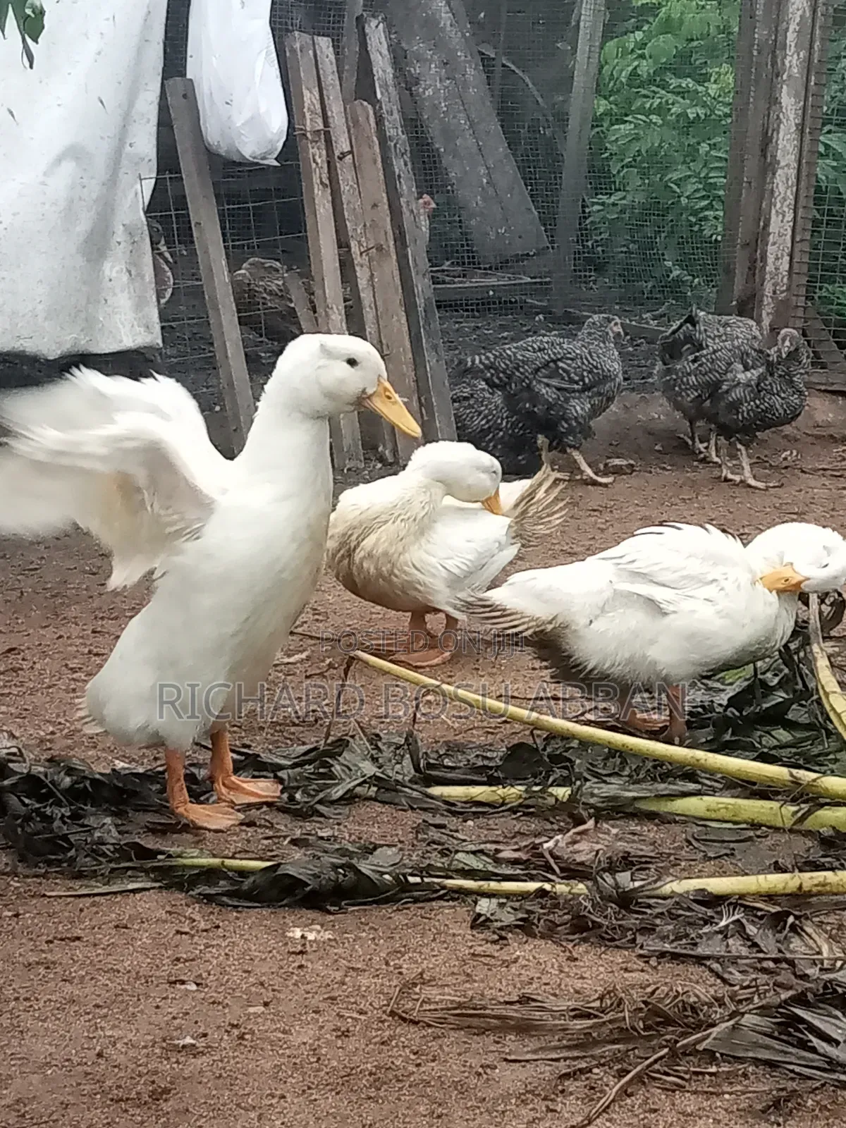 Jumbo Pekin Ducks for Sale.