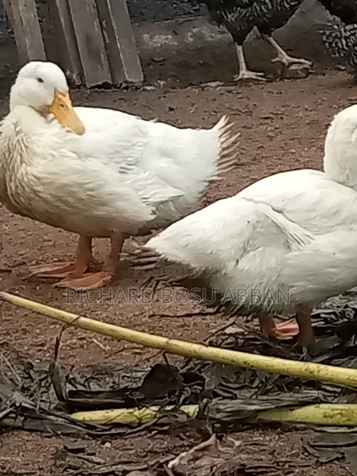 Jumbo Pekin Ducks for Sale.