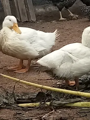 Jumbo Pekin Ducks for Sale.