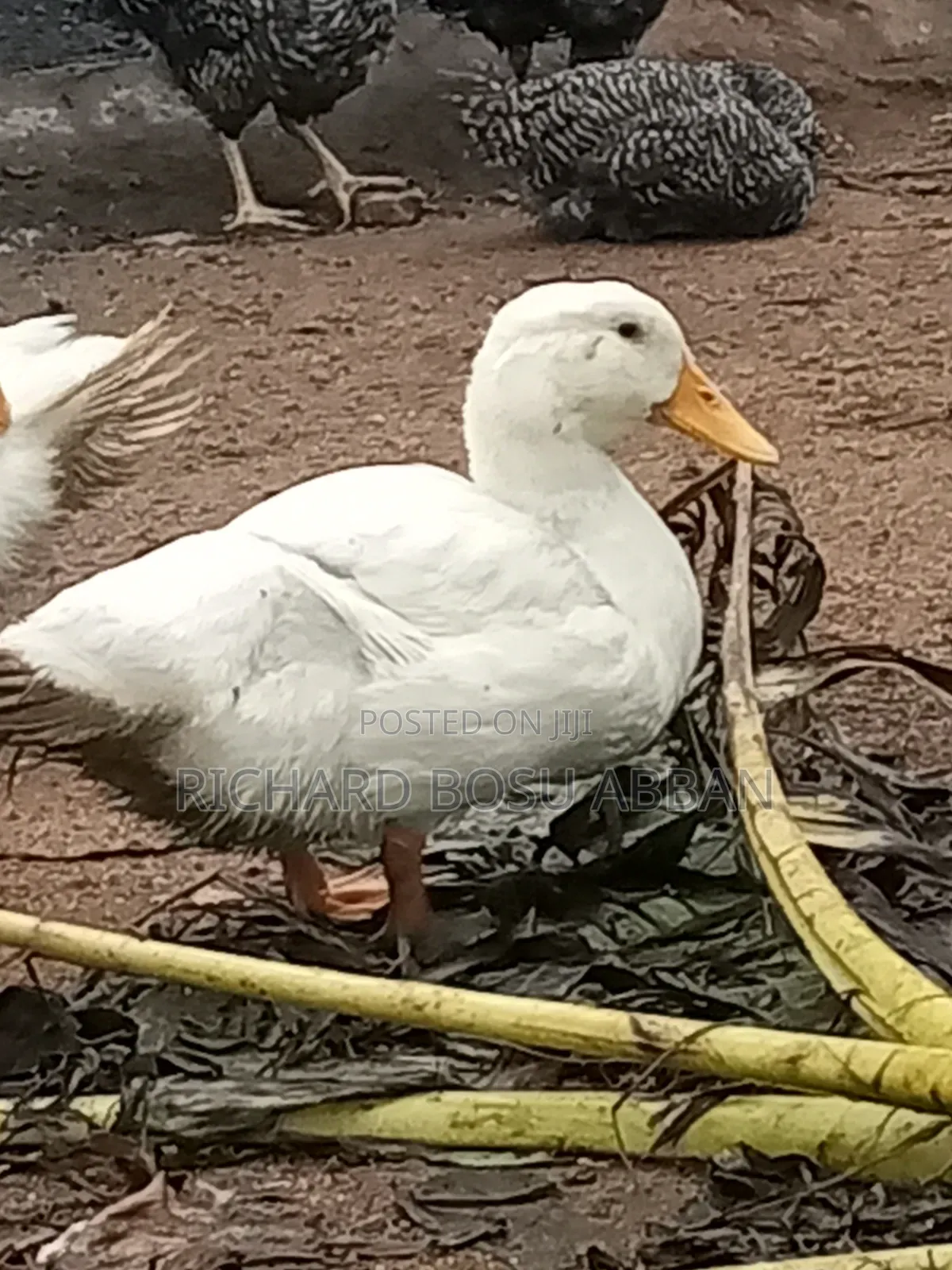 Jumbo Pekin Ducks for Sale.