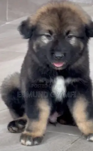 1-3 months Male Purebred Caucasian Shepherd