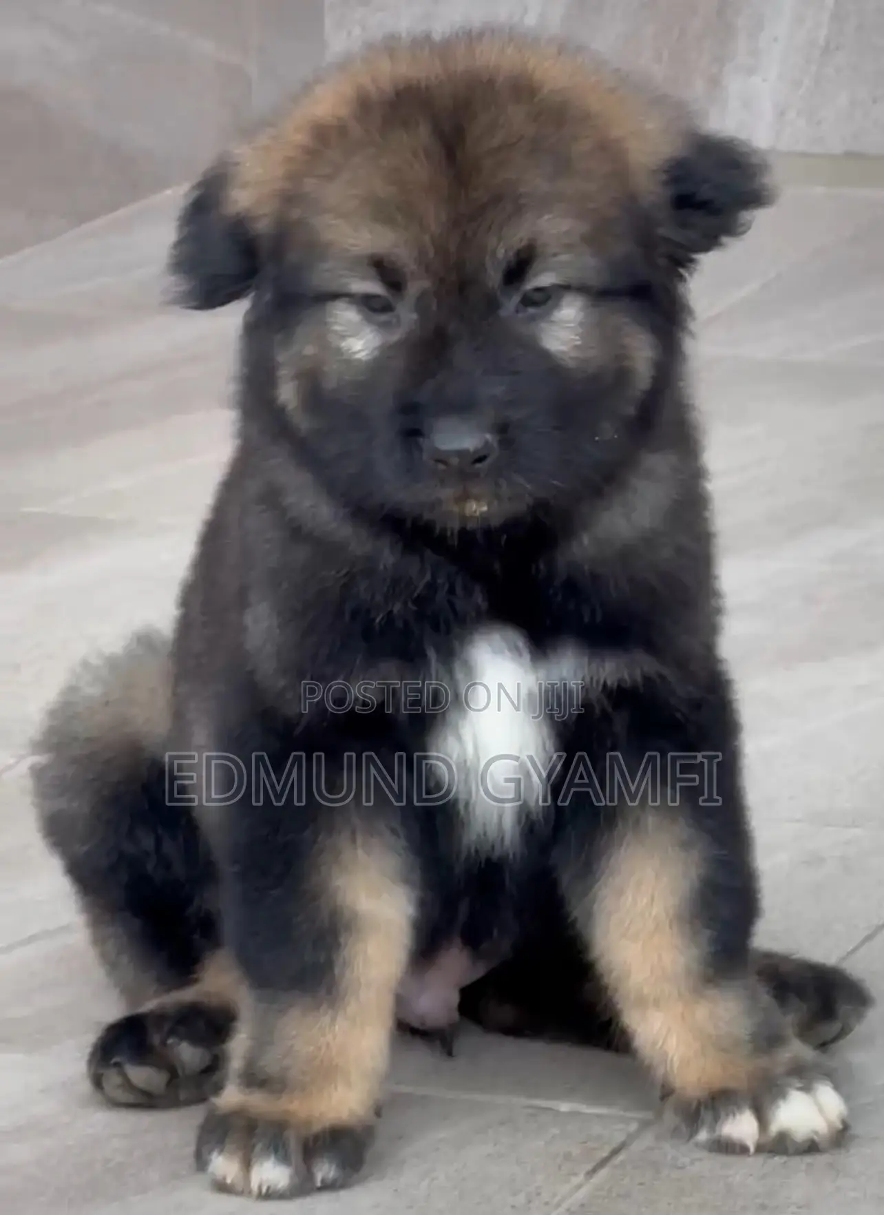 1-3 months Male Purebred Caucasian Shepherd
