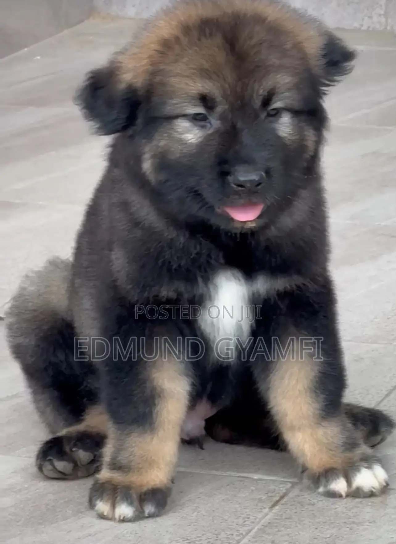 1-3 months Male Purebred Caucasian Shepherd