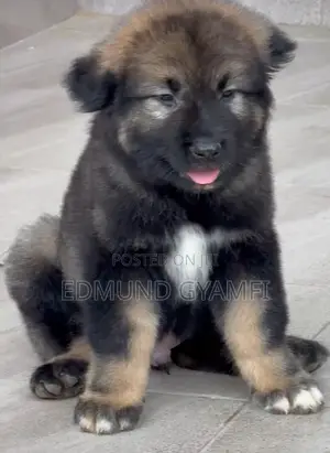 1-3 months Male Purebred Caucasian Shepherd
