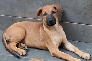 3-6 months Female Mixed Breed Boerboel