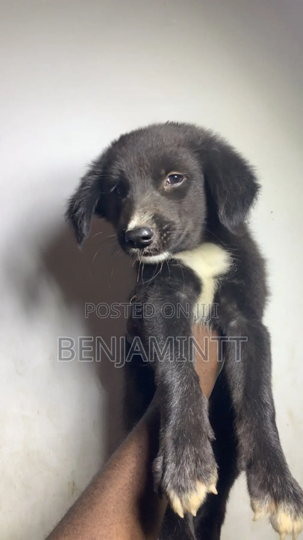 1-3 months Male Purebred Labrador Retriever