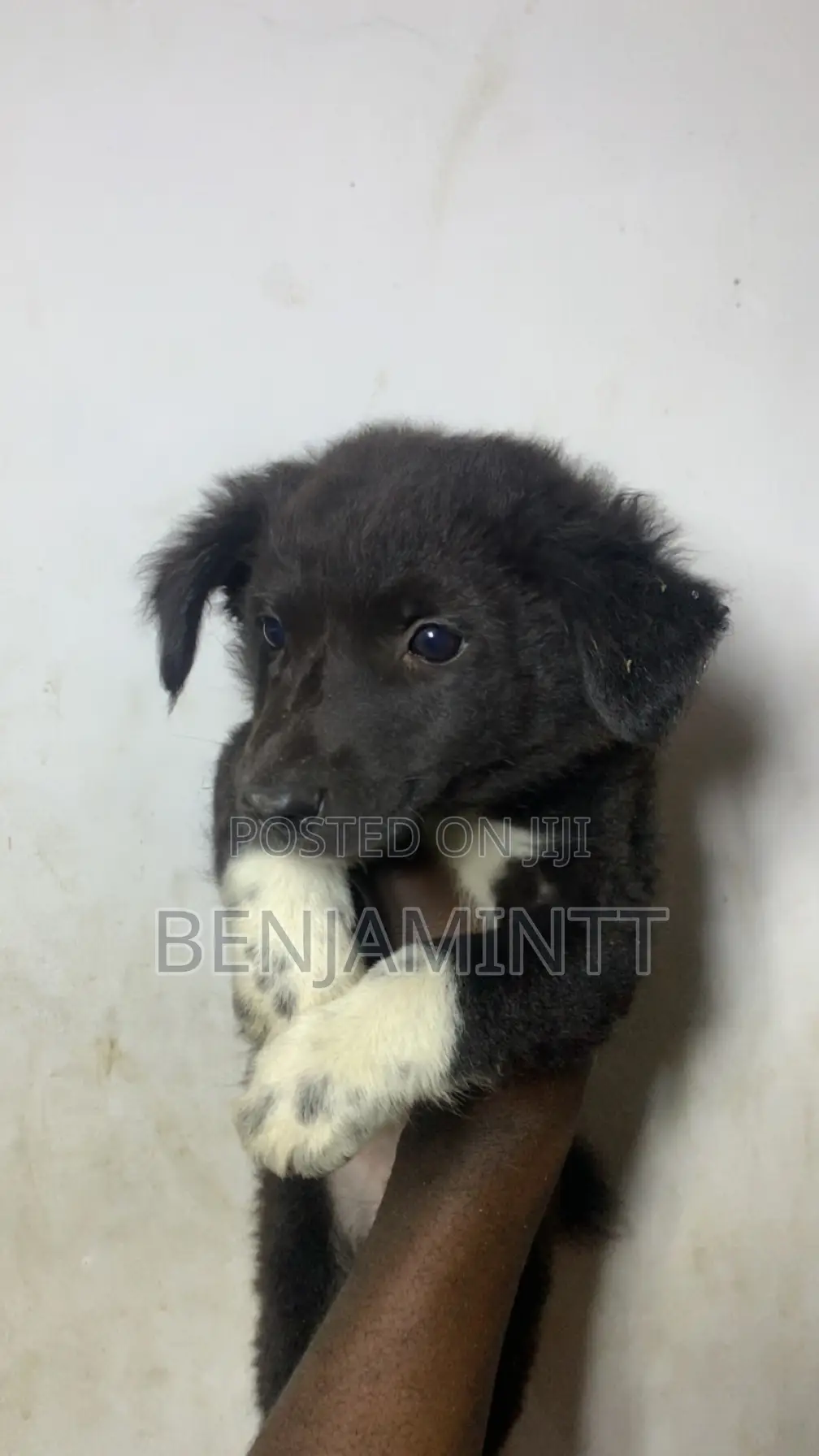 1-3 months Male Purebred Labrador Retriever