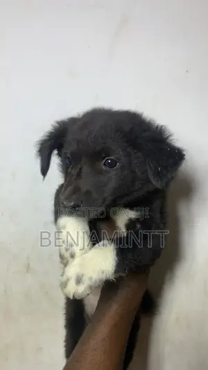 1-3 months Male Purebred Labrador Retriever