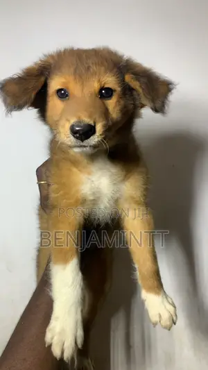 1-3 months Male Purebred Labrador Retriever