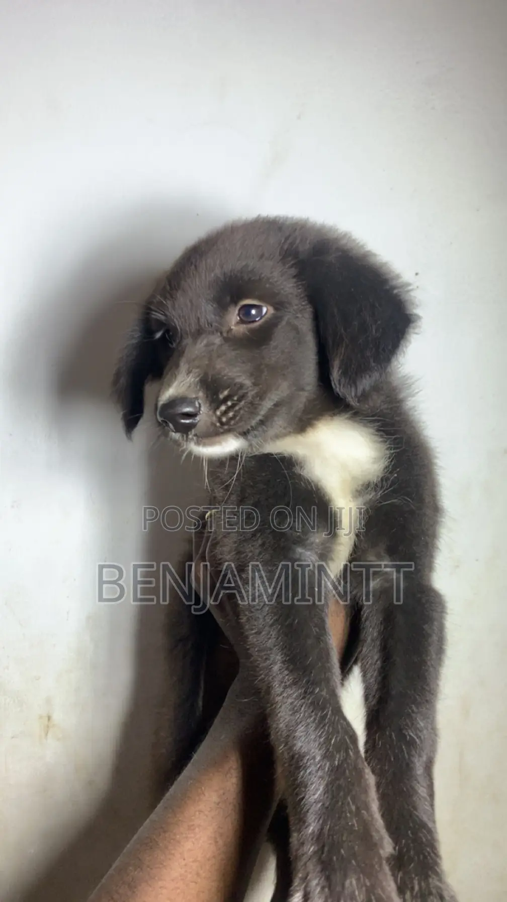 1-3 months Male Purebred Labrador Retriever
