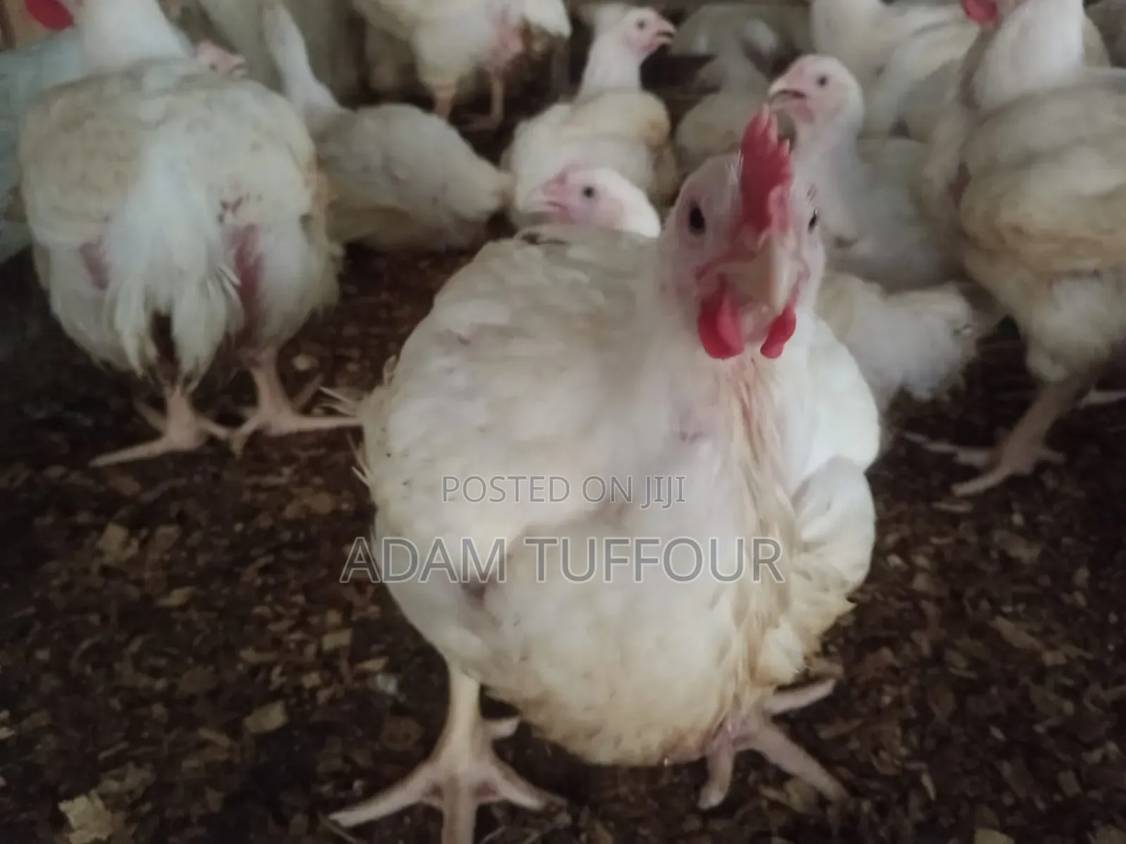 Paster Appiah Farm
