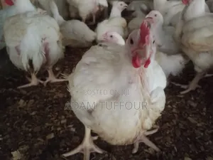 Paster Appiah Farm